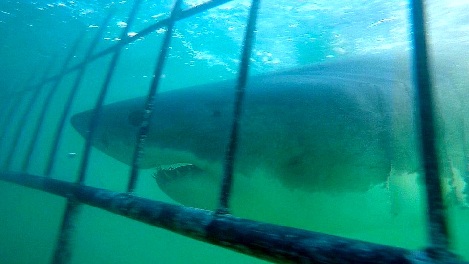 Shark Cage Diving South Africa