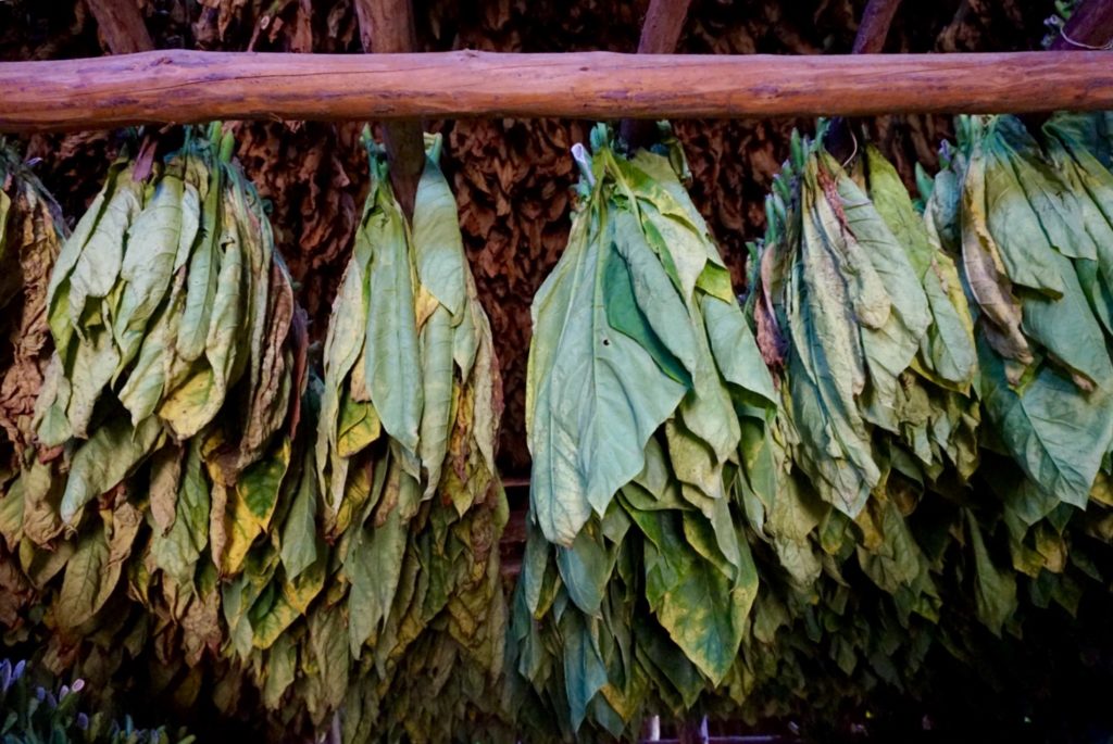 Tobacco leaves Cuba