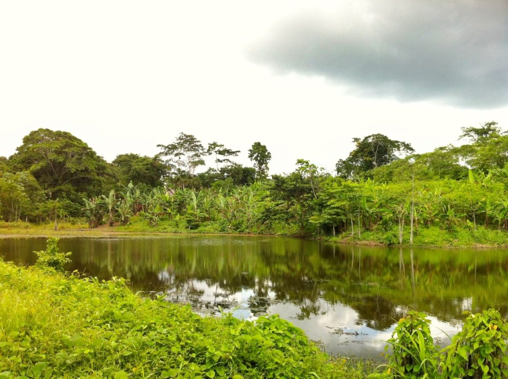 Amazon Iquitos Peru
