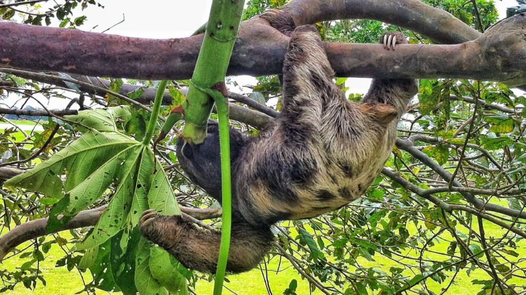 sloth peru amazon