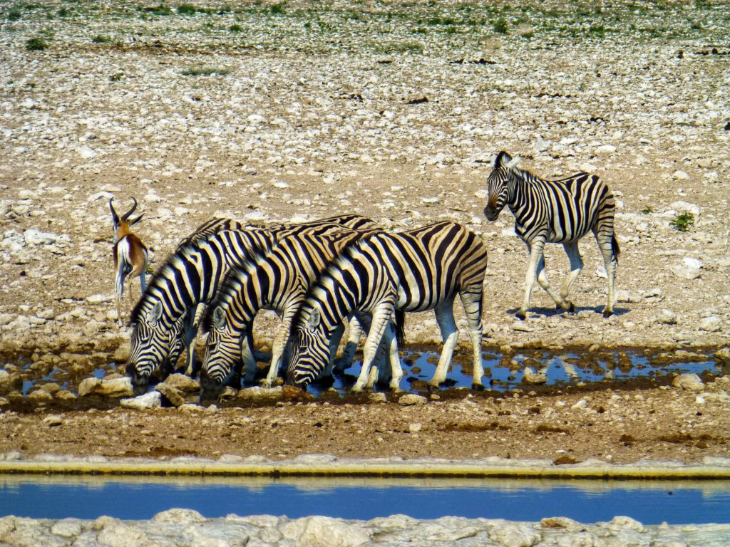 zebras etosha namibia