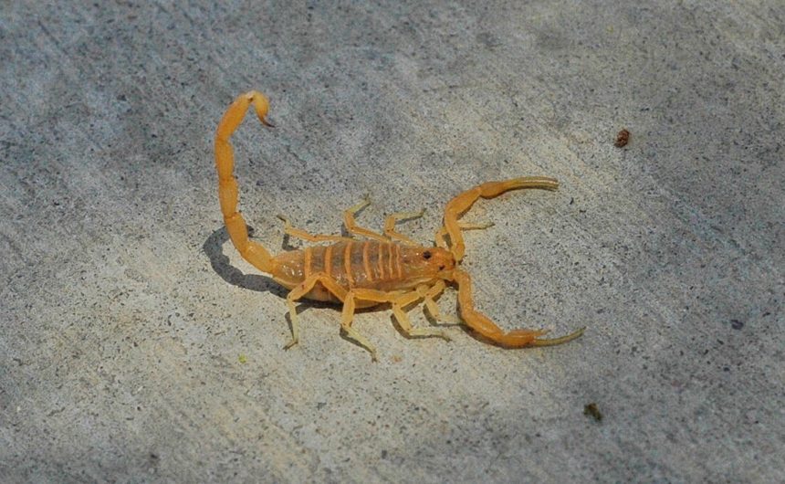 scorpion sting experience