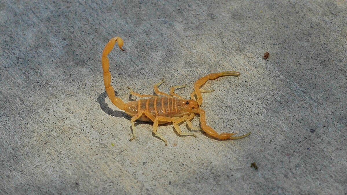 I Got Stung By a Scorpion in Africa