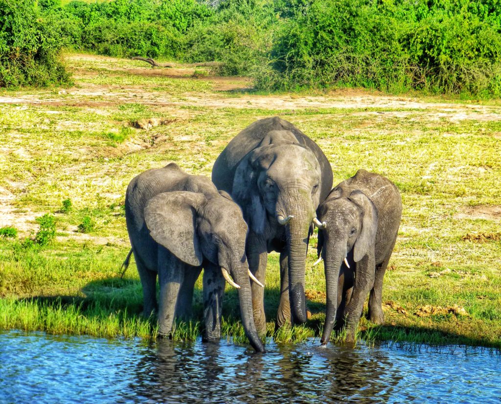 elephants chobe botswana