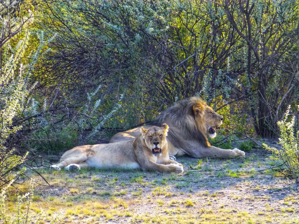 lions etosha namibia