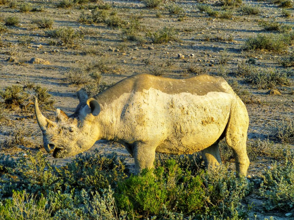 rhino etosha namibia