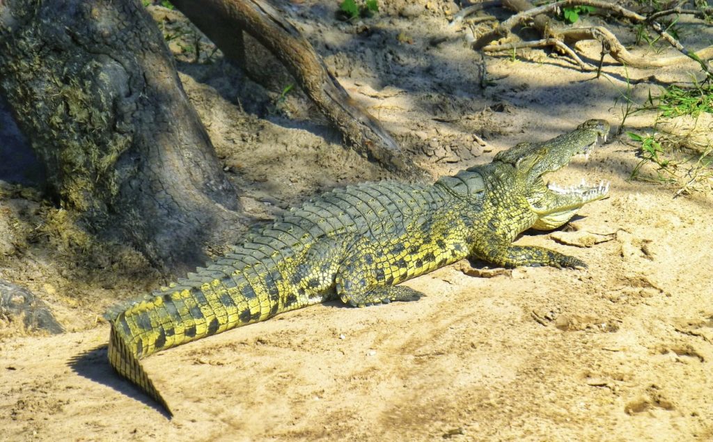 Crocodile Chobe River cruise Botswana