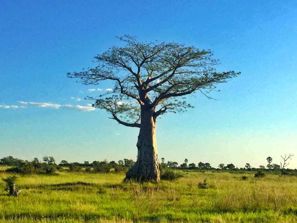 Baobab tree Okavango Delta Botswana Southern Africa