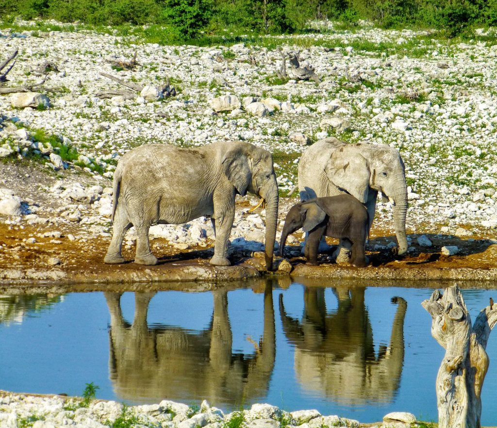 elephants etosha namibia