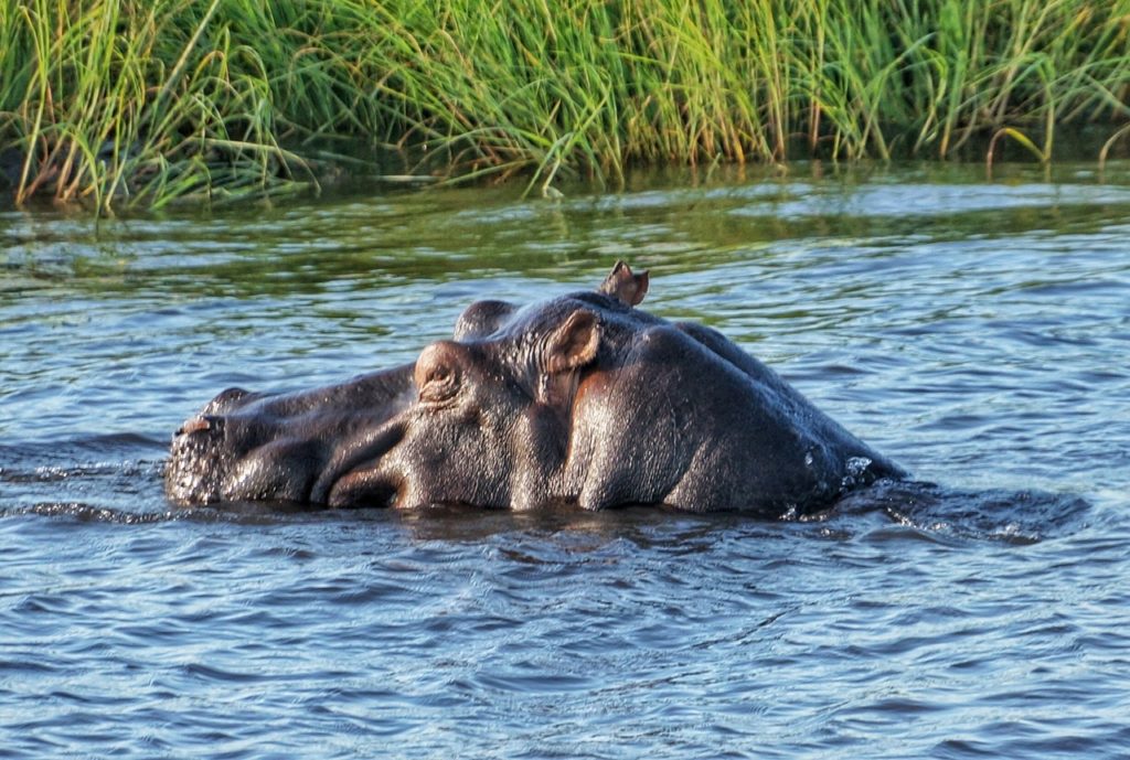 Hippo Chobe River cruise Botswana