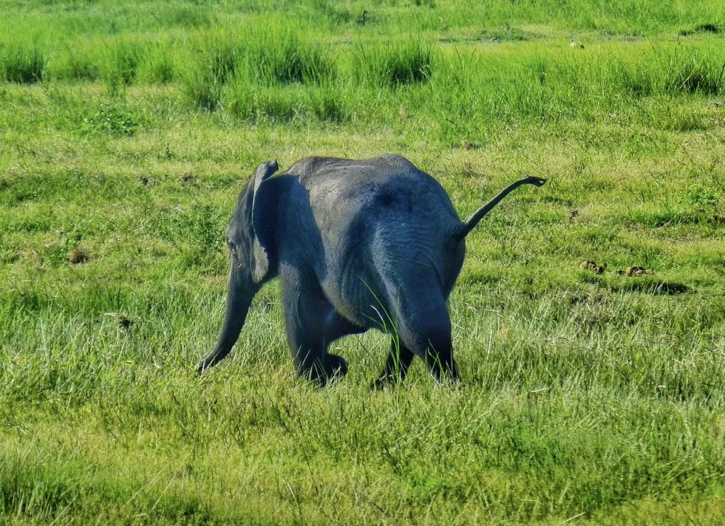 baby elephant Chobe Botswana