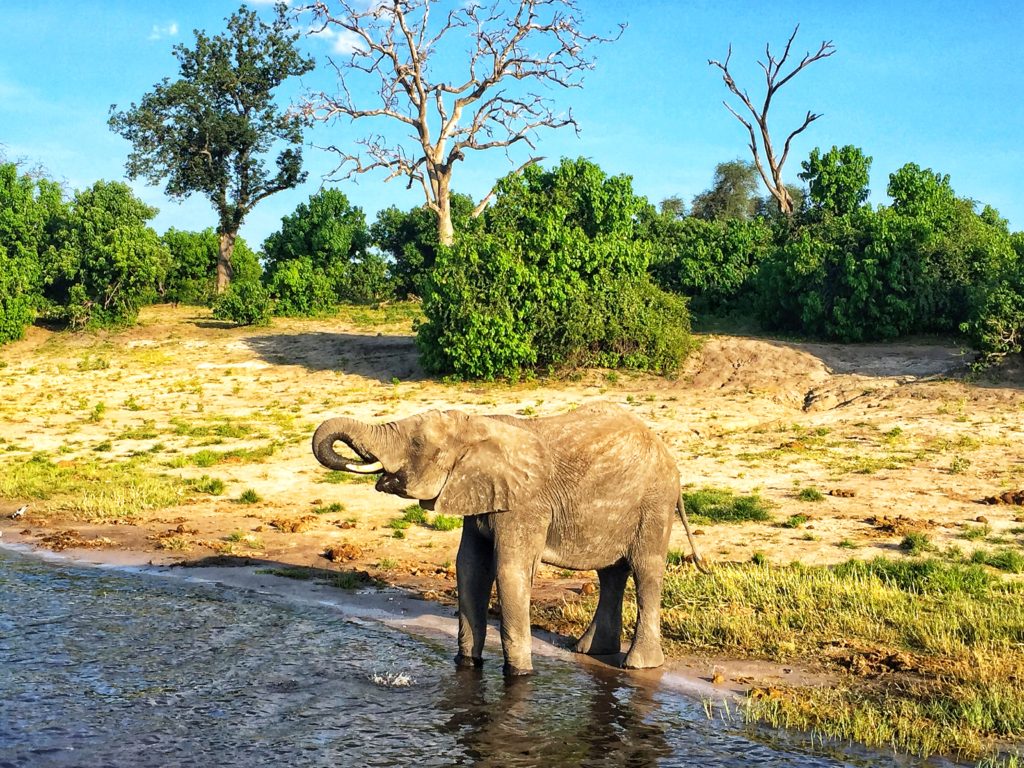Chobe Botswana