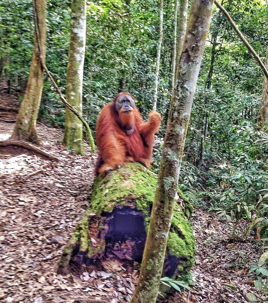 Orangutan Bukit Lawang Sumatra Indonesia Southeast Asia