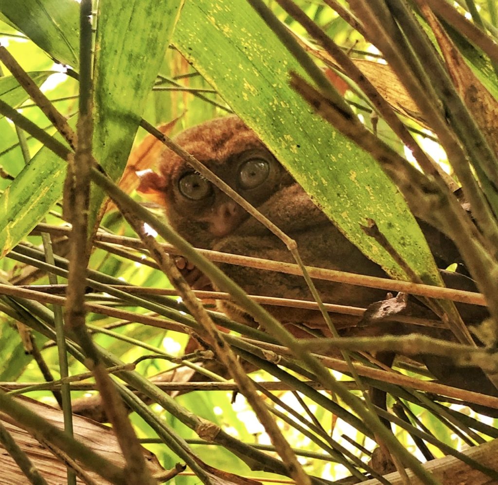 tarsier bohol philippines southeast asia