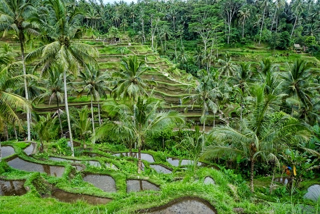 Tegallalang rice terraces bali southeast asia