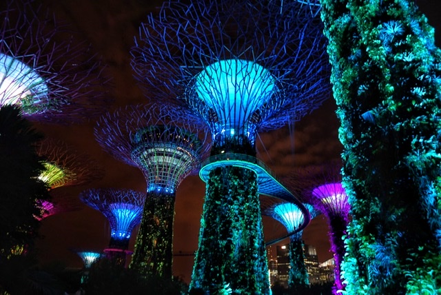 Supertree Grove Gardens by the bay Singapore 