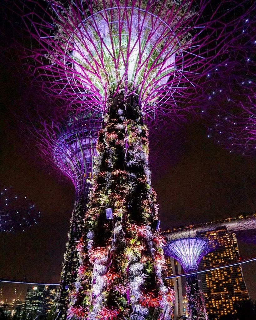 Supertree Grove Gardens by the bay Singapore 