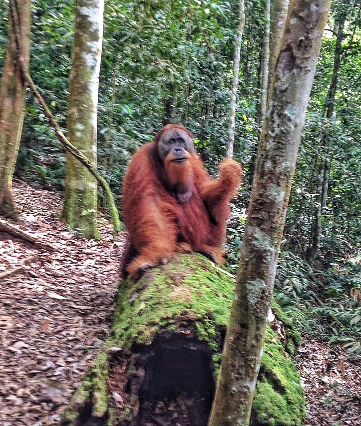 orangutan sumatra bukit lawang indonesia