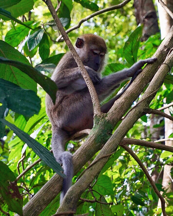 Macaque gunung leuser sumatra