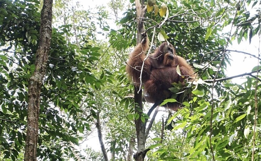 orangutan sumatra bukit lawang indonesia