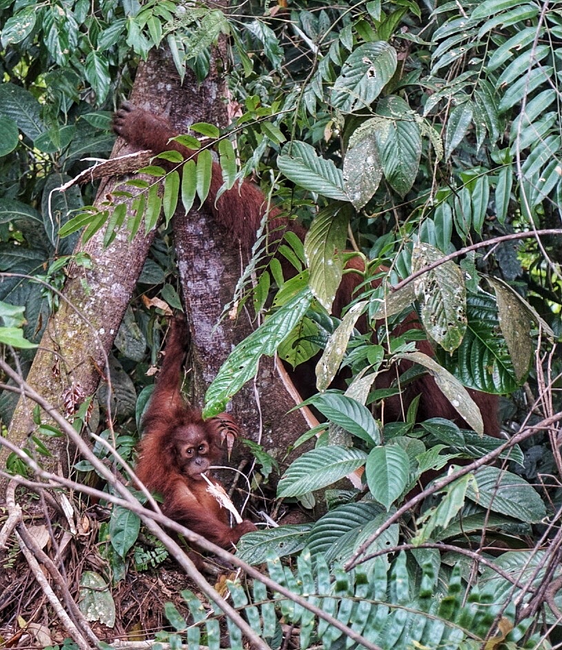 orangutan bukit lawang sumatra indonesia