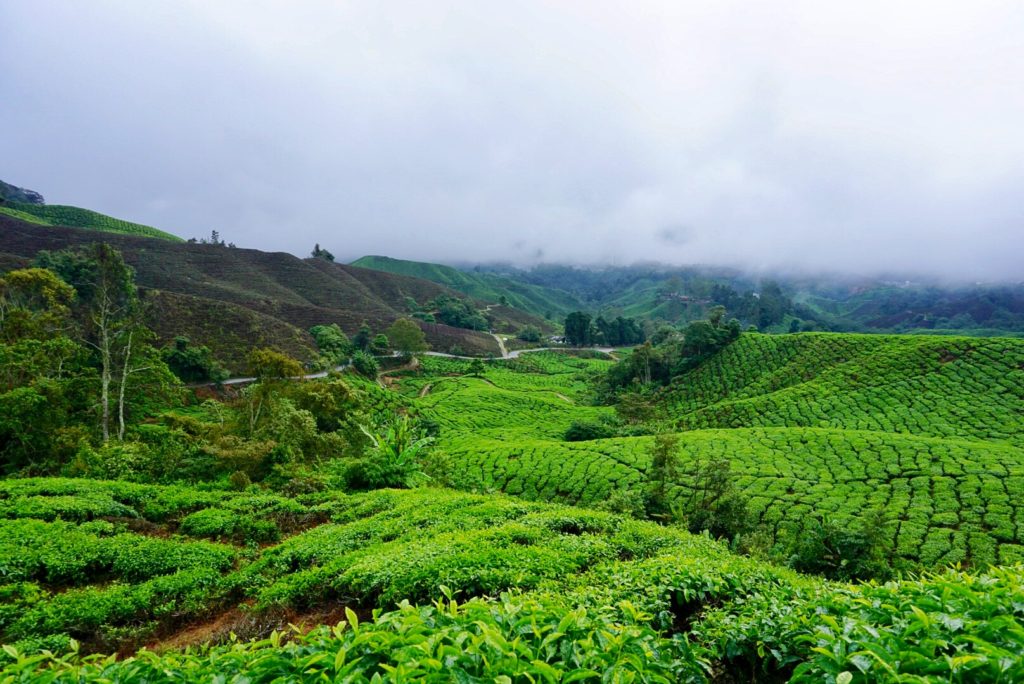malaysia Tea plantations Cameron Highlands