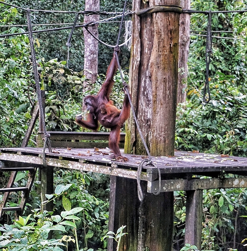 Sepilok malaysia borneo orangutan